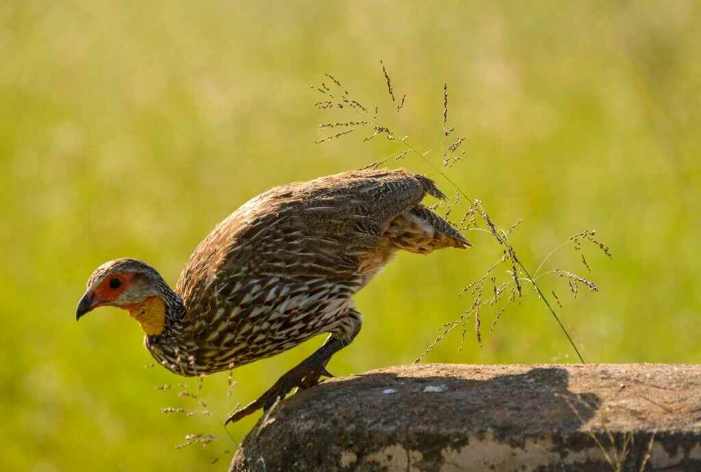 yellow necked francolin full